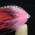 Ostrich and Arctic Fox Pike Fly